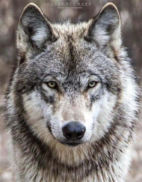 240 Timber wolf ideas .